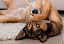 ¿Tenés perros? Estos son los olores que ellos no pueden soportar ¿Tenés perros? Estos son los olores que ellos no pueden soportar