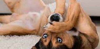 ¿Tenés perros? Estos son los olores que ellos no pueden soportar