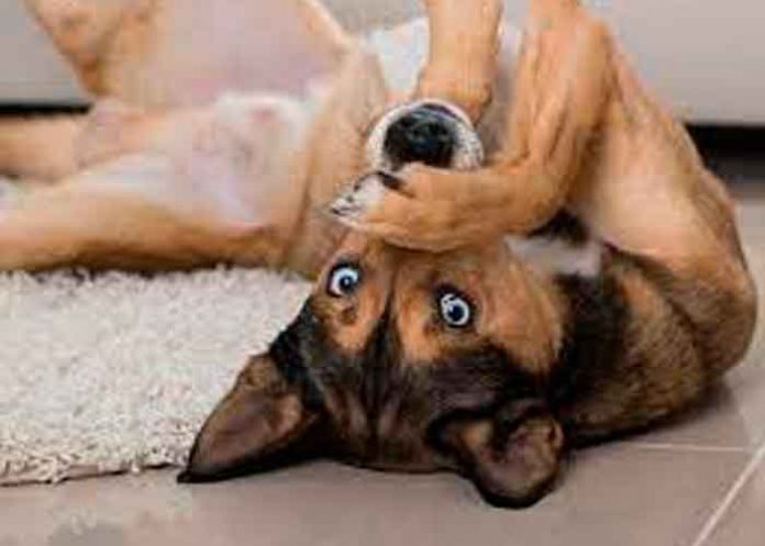 ¿Tenés perros? Estos son los olores que ellos no pueden soportar