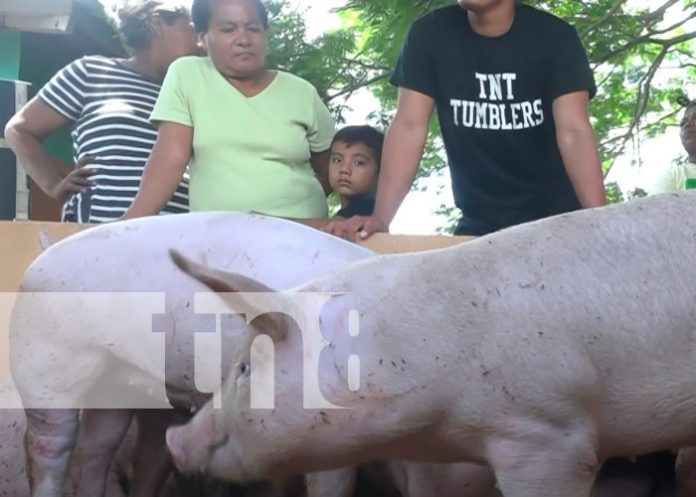 INTA entrega bono porcino a familias de Ometepe