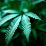 Asamblea panameña aprueba uso medicinal y terapéutico de la marihuana Planta de Marihuana