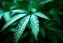 Planta de Marihuana