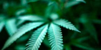 Planta de Marihuana