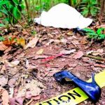 «Qué está pasando en el hogar”: Se disparan alarmas por femicidios en Panamá Encuentran el cadáver de una mujer