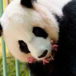 Zoológico de Singapur cría el primer cachorro de panda Zoológico de Singapur cría el primer cachorro de panda