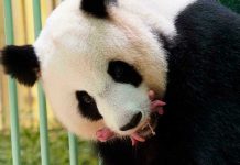 Zoológico de Singapur cría el primer cachorro de panda Zoológico de Singapur cría el primer cachorro de panda