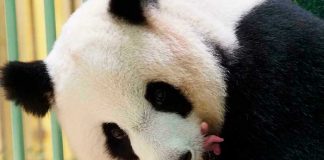Zoológico de Singapur cría el primer cachorro de panda