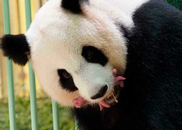 panda Zoológico de Singapur cría el primer cachorro de panda