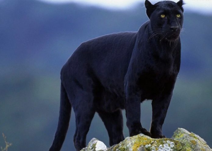 Mujer coloca la mano en la boca de una pantera