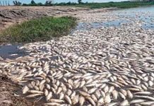 Misteriosa muerte de peces en el Mar Menor de España