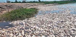 Misteriosa muerte de peces en el Mar Menor de España