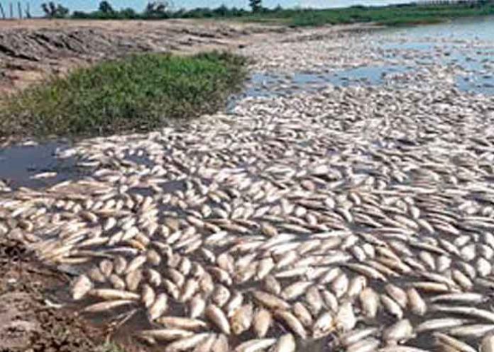 Misteriosa muerte de peces en el Mar Menor de España
