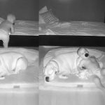 Pequeño se levanta ‘infraganti’ cada noche para dormir con su perro (VIDEO) Niño con falla cardíaca prefiere dormir con su perro que en su cuna