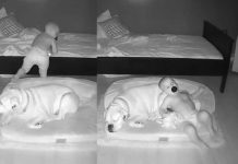 Pequeño se levanta ‘infraganti’ cada noche para dormir con su perro (VIDEO) Niño con falla cardíaca prefiere dormir con su perro que en su cuna