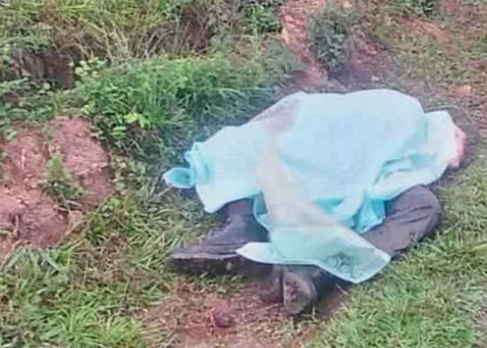 Perros rottweiler matan a un hondureño y a su mascota