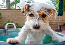 Según los expertos ¿Cada cuánto debes de bañar a tu perro? Según los expertos ¿Cada cuánto debes de bañar a tu perro?