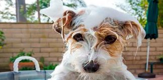 Según los expertos ¿Cada cuánto debes de bañar a tu perro?