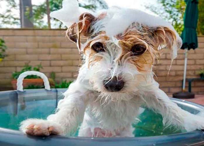 Según los expertos ¿Cada cuánto debes de bañar a tu perro?