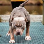 Anciana muere destrozada por tres pitbull terriers en Pensilvania Anciana muere destrozada por tres pitbull terriers en Pensilvania