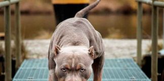 Anciana muere destrozada por tres pitbull terriers en Pensilvania