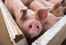 El Salvador prohíben ingreso de carne de cerdo por brote de peste porcina