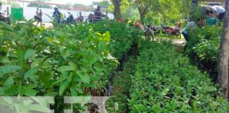 Foto: Entregan bono de plantas frutales en Nandaime / TN8