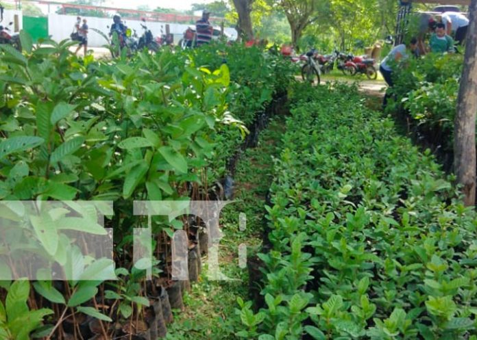 Foto: Entregan bono de plantas frutales en Nandaime / TN8