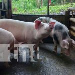 Granja porcina en San Carlos, Río San Juan