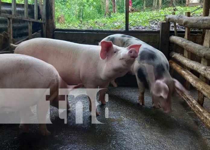 Granja porcina en San Carlos, Río San Juan
