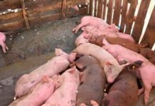 Detectan 11 provincias con peste porcina africana en República Dominicana Detectan 11 provincias con peste porcina africana en República Dominicana