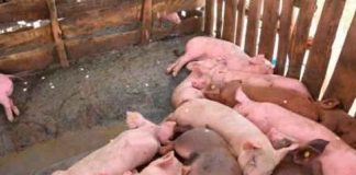 Detectan 11 provincias con peste porcina africana en República Dominicana