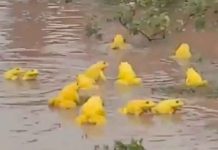 Decenas de ranas amarillas invaden charcos de la India