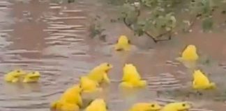 Decenas de ranas amarillas invaden charcos de la India