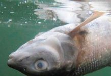 Mueren miles de salmones en Noruega por contaminación con cloro / FOTO / Twitter