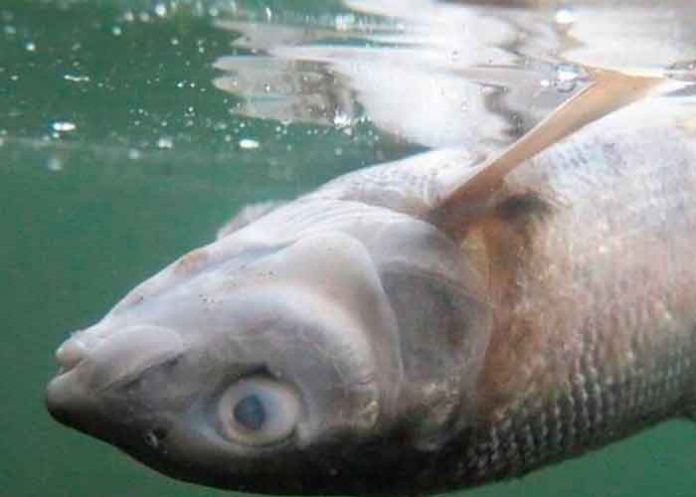 salmones-muertos Mueren miles de salmones en Noruega por contaminación con cloro / FOTO / Twitter
