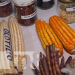 Productores trabajan con semillas adaptables al cambio climático en Estelí Semillas adaptables al cambio climático en Estelí