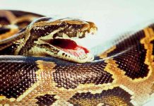 Niña es mordida por una serpiente venenosa en un zoológico, Rusia