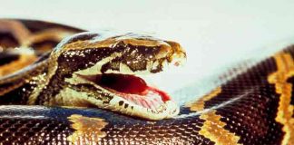 Niña es mordida por una serpiente venenosa en un zoológico, Rusia