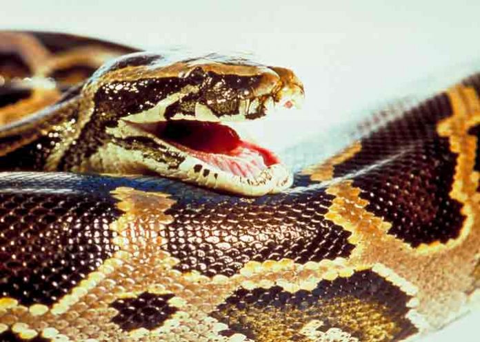 Niña es mordida por una serpiente venenosa en un zoológico, Rusia