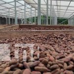 Cooperativas de cacao en Siuna