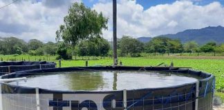 Inauguración de estanques de peces tilapia en Jinotega