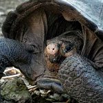 Tortuga debora pajarito .