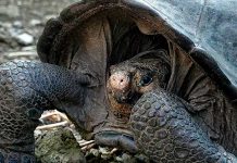 Una tortuga gigante devora a un pajarito (Video) Tortuga debora pajarito .