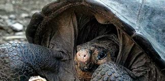 Tortuga debora pajarito .