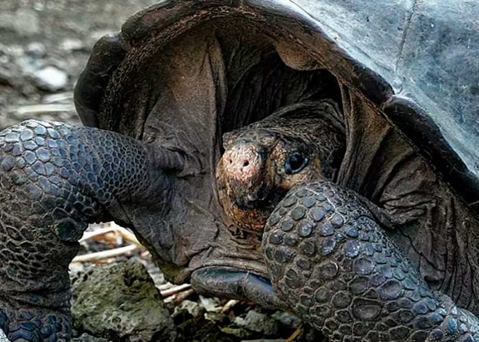 Tortuga debora pajarito .