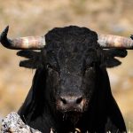 Casi tres mil personas velan por varios días a un toro en Kurdi Casi tres mil personas velan por varios días a un toro en Kurdi