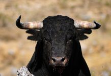 Casi tres mil personas velan por varios días a un toro en Kurdi