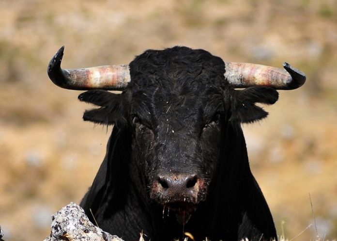 Casi tres mil personas velan por varios días a un toro en Kurdi