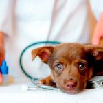 ¡Aberrado sexual! Veterinario tras la reja por abusar de perros y grabarse ¡Aberrado sexual! Veterinario tras la reja por abusar de perros y grabarse