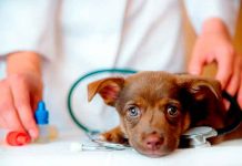¡Aberrado sexual! Veterinario tras la reja por abusar de perros y grabarse ¡Aberrado sexual! Veterinario tras la reja por abusar de perros y grabarse